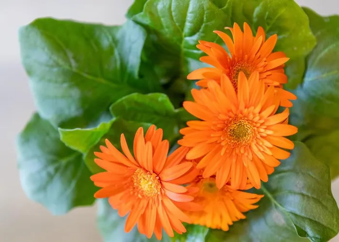 Διαμέρισμα Anbo *